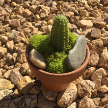 Load image into Gallery viewer, Terracotta Succulent Planter
