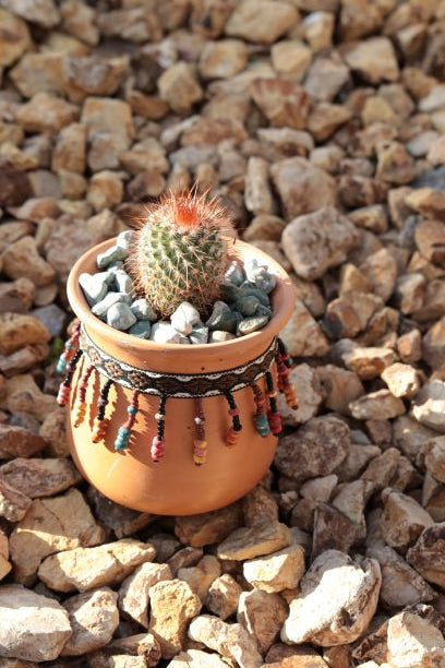 Terracata Pot paired with a Cactus