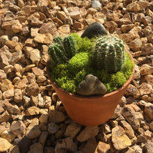 Load image into Gallery viewer, Terracotta Succulent Planter
