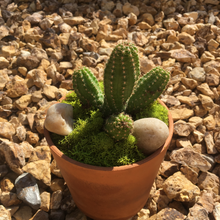 Load image into Gallery viewer, Terracotta Succulent Planter
