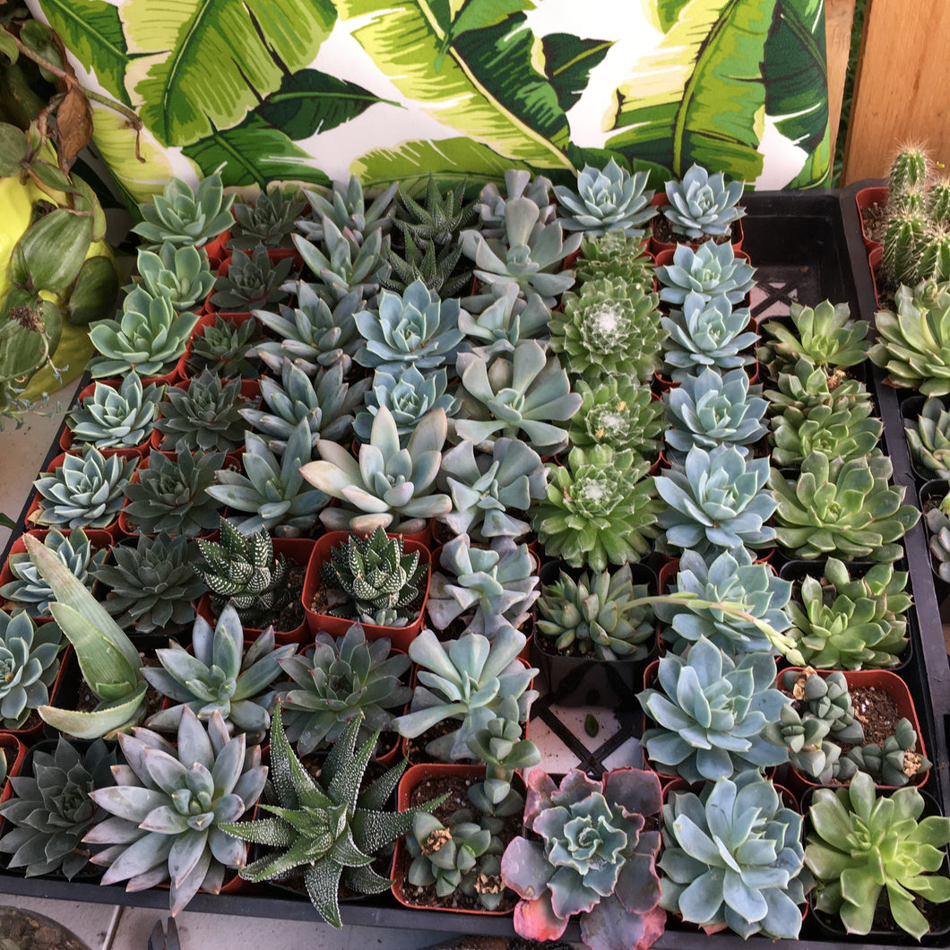 2” Random Succulent Collection Pack of Six