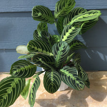 Load image into Gallery viewer, Neon Prayer Plant
